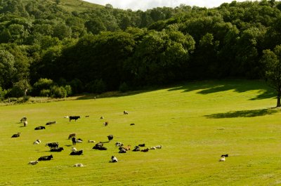 a field of cows (green for Bob)