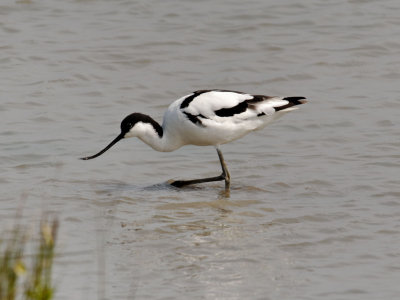 avocet