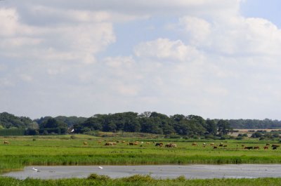 Burnham Overy marshes