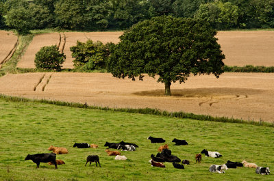 landscape with cows