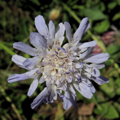 Field Scabious - Knautia Arvensis - bluer and with tiddly bits showing