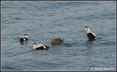 eider