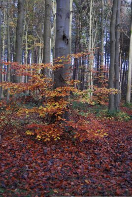 Pollok Park