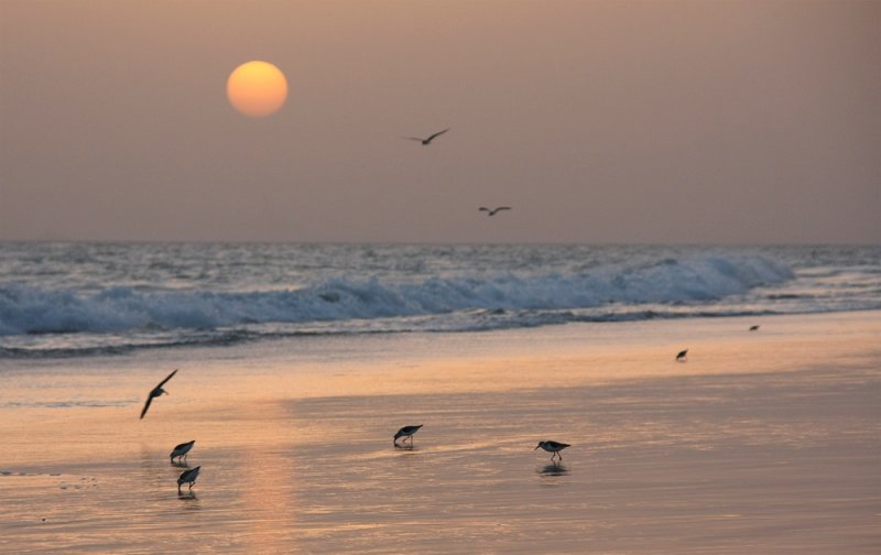 Sanderlings at sunset_IMG_5714