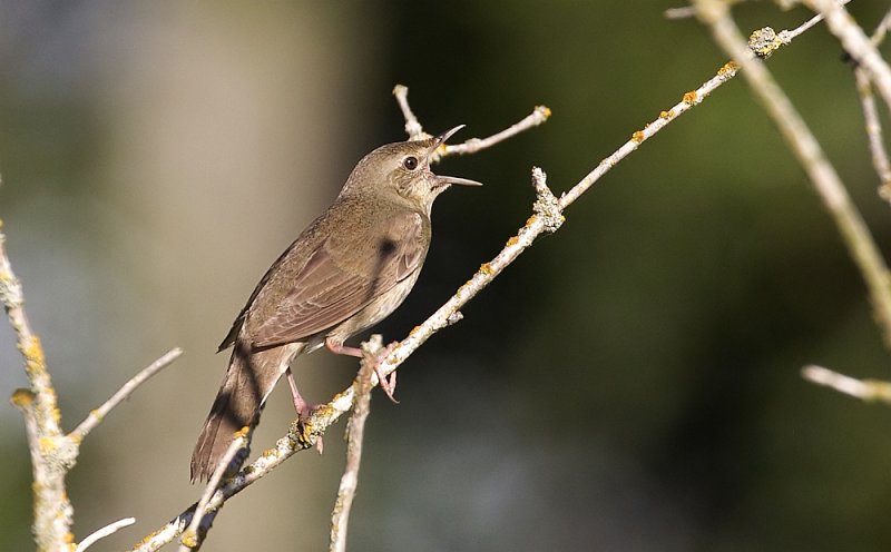 River Warbler (Flodsngare) Locustella fluviatilis - CP4P8266.jpg