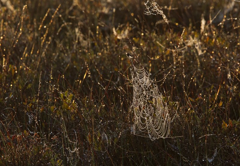 Spider web - CP4P9830.jpg