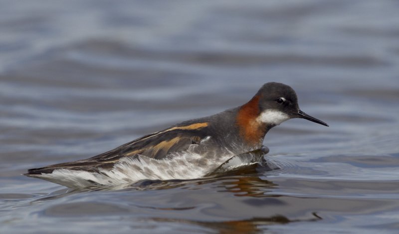 Red-necked Phalarope (Smalnbbad simsnppa) Phalaropus lobatus - CP4P6614.jpg