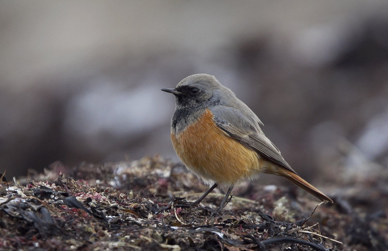 Eastern Black Redstart (stlig svart rdstjrt) Phoenicurus ochruros phoenicuroides -  CP4P5158.jpg