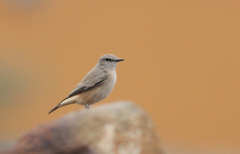 Rufous-tailed Wheatear (Persisk stenskvtta) Oenanthe chrysopygia - IMG_5389.jpg