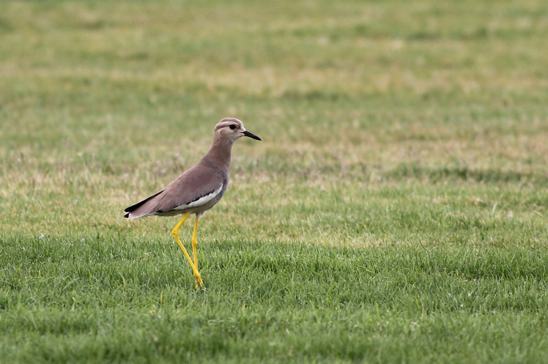 White-tailed Lapwing (Sumpvipa) Vanellus leucurus - IMG_5052.jpg