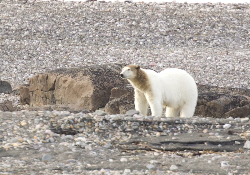 Polar bear (Ursus maritimus) CP4P1418.jpg