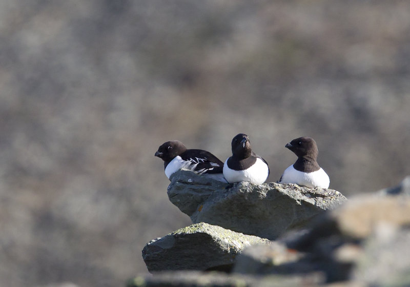 Little Auk (Alkekung) Alle alle CP4P0408.jpg