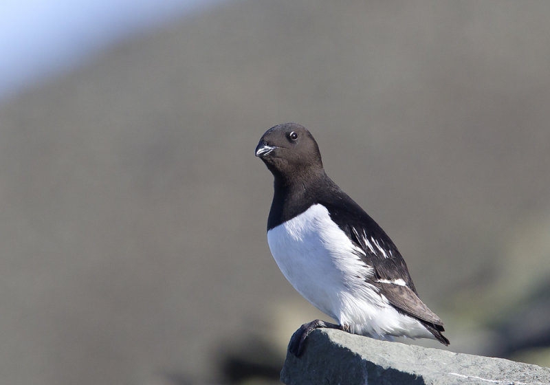 Little Auk (Alkekung) Alle alle CP4P0383.jpg