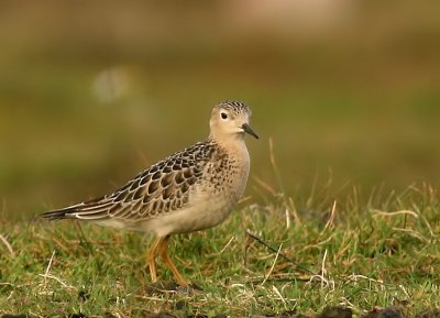 Buff-breasted Sandpiper (Prärielöpare) Tryngites subruficollis.jpg