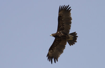 Greater Spotted Eagle IMG_0004