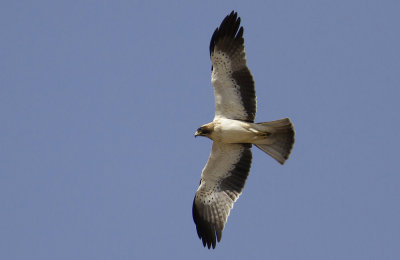 Booted Eagle IMG_0232