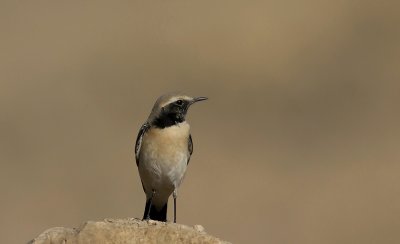 Desert Wheatear (kenstenskvtta) Oenanthe deserti - IMG_0100