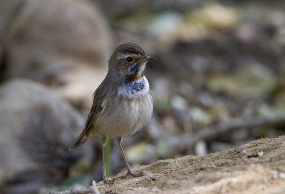 Bluethroat IMG_0194