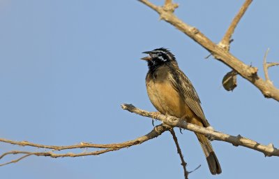 African Rock Bunting IMG_0557