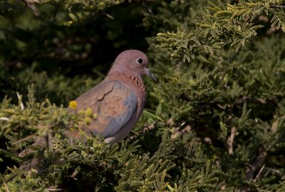 Laughing Dove IMG_0554