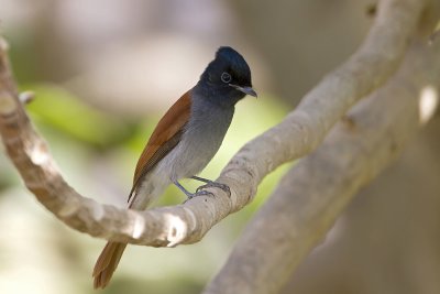 African Paradise Flycatcher IMG_0117