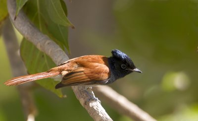 African Paradise Flycatcher IMG_0125