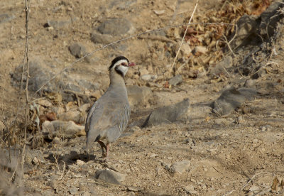 Arabian Partridge (Arabisk rdhna) Alectoris melanocephala IMG_9847