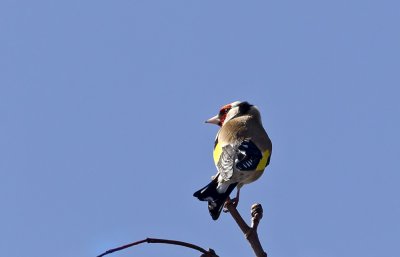 European Goldfinch (Steglits) Carduelis carduelis CP4P0209