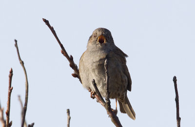 Dunnock (Jrnsparv) Prunella modularis