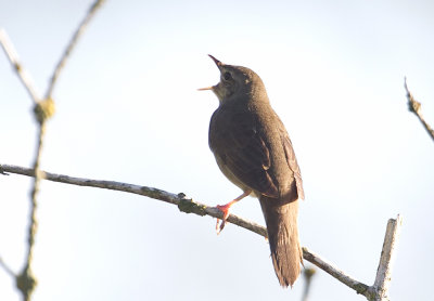 River Warbler (Flodsngare) Locustella fluviatilis - CP4P8123.jpg