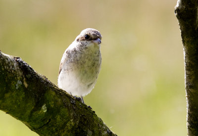 Red-backed Shrike (Trnskata) Lanius collurio - CP4P8925.jpg