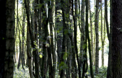 Birchforest - CP4P8961.jpg