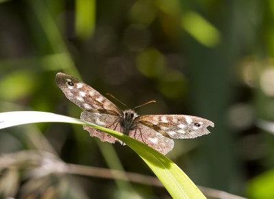 Speckled Wood (Kvickgräsfjäril) Pararge aegeria - CP4P8863.jpg