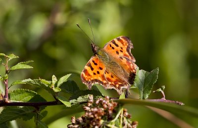 Vinbärsfuks (Polygonia c- album) - CP4P8886.jpg