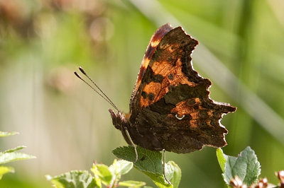 Vinbärsfuks (Polygonia c- album) - CP4P8907.jpg