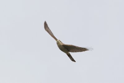 Sparrowhawk (Sparvhk) Accipiter nisus - CP4P9322.jpg