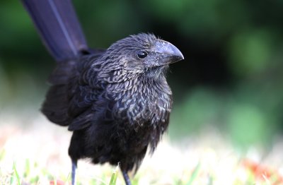 Smooth-billed Ani (Crotophaga ani) - IMG_2508.jpg