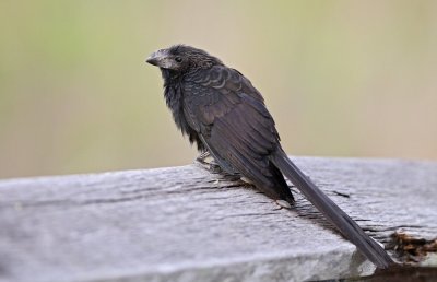 Smooth-billed Ani (Crotophaga ani) - IMG_2594.jpg