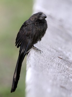 Smooth-billed Ani (Crotophaga ani) -  IMG_2613.jpg