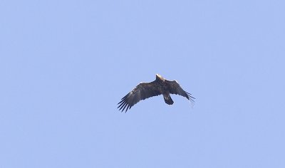 Lesser Spotted Eagle (Mindre skrikörn) Aquila pomarina - CP4P0140.jpg