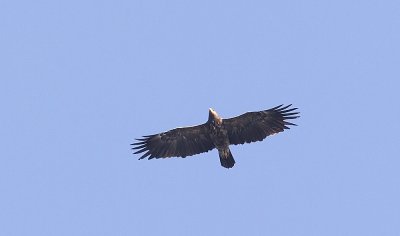 Lesser Spotted Eagle (Mindre skrikörn) Aquila pomarina - CP4P0146.jpg