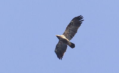 Lesser Spotted Eagle (Mindre skrikörn) Aquila pomarina - CP4P0156.jpg