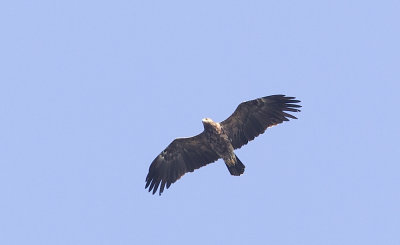Lesser Spotted Eagle (Mindre skrikörn) Aquila pomarina - CP4P0151.jpg