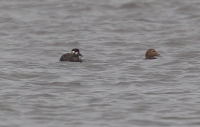 Surf Scoter (Vitnackad svärta) Melanitta perspiccilata - CP4P1452.jpg