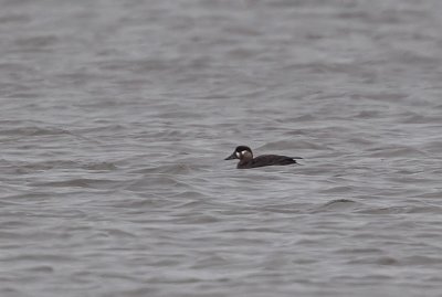 Surf Scoter (Vitnackad svärta) Melanitta perspiccilata - CP4P1518.jpg