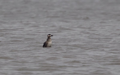 Surf Scoter (Vitnackad svärta) Melanitta perspiccilata - CP4P1527.jpg