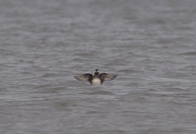 Surf Scoter (Vitnackad svärta) Melanitta perspiccilata - CP4P1538.jpg