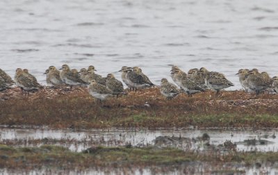 American Golden Plover (Amerikansk tundrapipare) Pluvialis dominica - IMG_8802.jpg