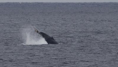 Humpback Whale (Knlval) Megaptera novaeangliae - CP4P7569.jpg