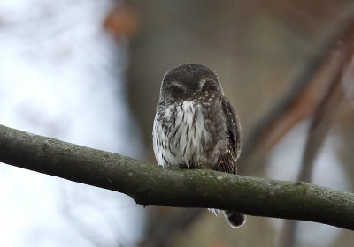 Pygmy Owl (Sparvuggla) Glaucidium passerinum - CP4P1991.jpg